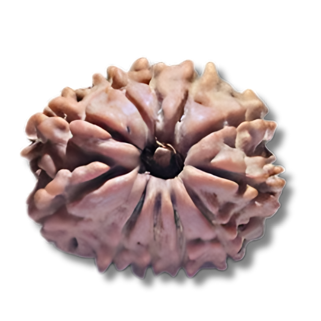 11 faced rudraksha, 11 mukhi Rudraksha, Ekadash Mukhi Rudraksha, Eleven Face Rudraksha